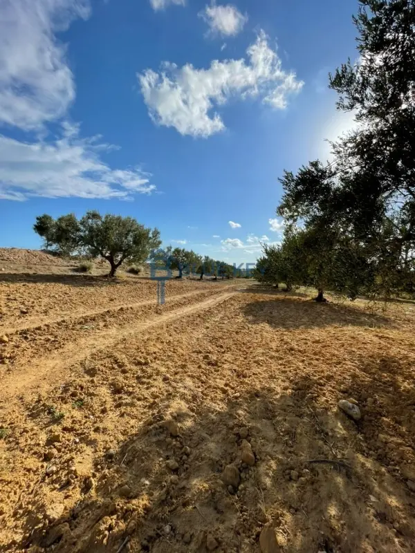 Terrain AV Hammamet kharroub